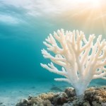 Vanuatu Przekroczyły punkt krytyczny. Ten ekosystem umiera jako pierwszy