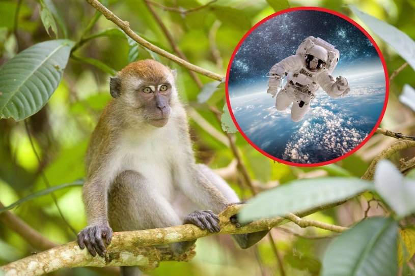 Przełącznik w mózgu makaków pomoże naukowcom w pracy nad hibernacją. /Steffen; Alexandra Sailer //EAST NEWS /East News