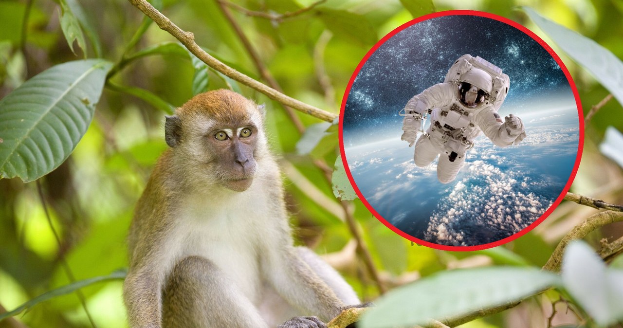 Przełącznik w mózgu makaków pomoże naukowcom w pracy nad hibernacją. /Steffen; Alexandra Sailer //EAST NEWS /East News