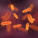 Przełom w badaniach. Maleńki organizm zwalcza wieczne chemikalia