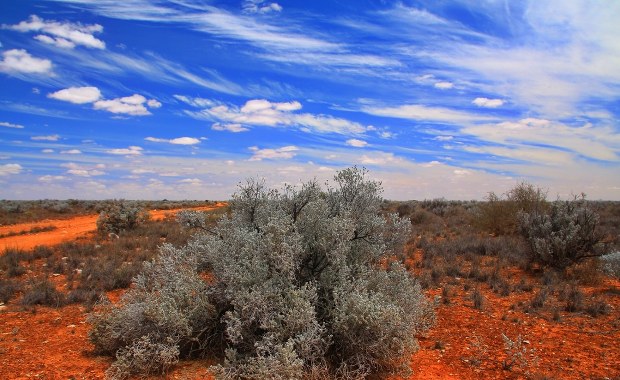 Przełom w historii ewolucji. Australijski gad zmienia wszystko