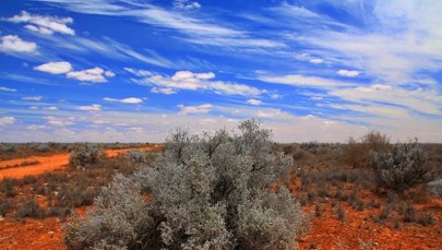 Przełom w historii ewolucji. Australijski gad zmienia wszystko