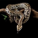 otyłość Przełom w leczeniu otyłości? Naukowcy odkryli sekret pytonów