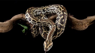 Przełom w leczeniu otyłości? Naukowcy odkryli sekret pytonów