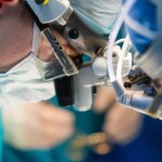 Przełom w medycynie: Płuco od świni uratuje ludzkie życia?