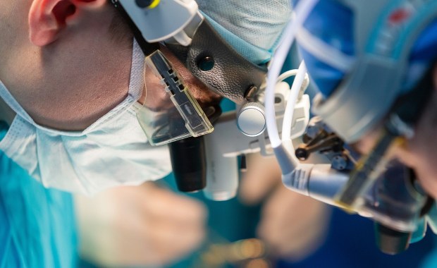 Przełom w medycynie: Płuco od świni uratuje ludzkie życia?