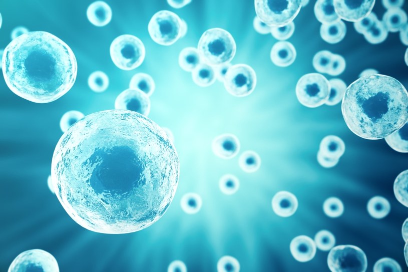 Przełom w medycynie regeneracyjnej - komórki macierzyste pod kontrolą /123RF/PICSEL