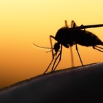 Przełom w walce z malarią. Pierwszy lek dla niemowląt zatwierdzony