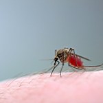 Przełom w walce z malarią
