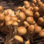 Przełom w walce z mikroplastikiem? Na pomoc przychodzi grzybowy śluz