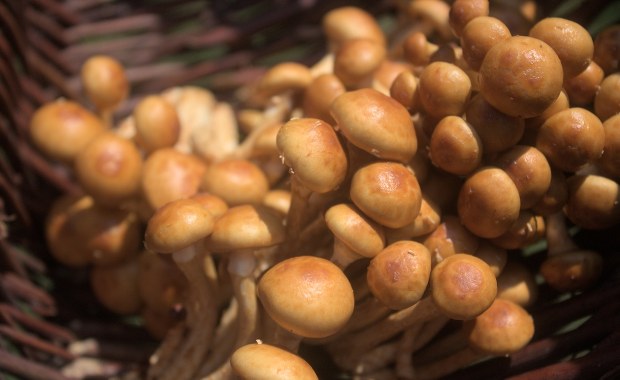 Przełom w walce z mikroplastikiem? Na pomoc przychodzi grzybowy śluz