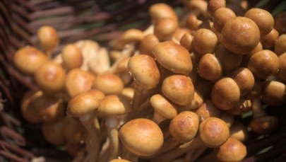 Przełom w walce z mikroplastikiem? Na pomoc przychodzi grzybowy śluz