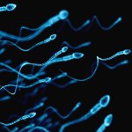 leczenie niepłodności Przełom w zachowaniu męskiej płodności. Przeszczep zamrożonej tkanki jądra