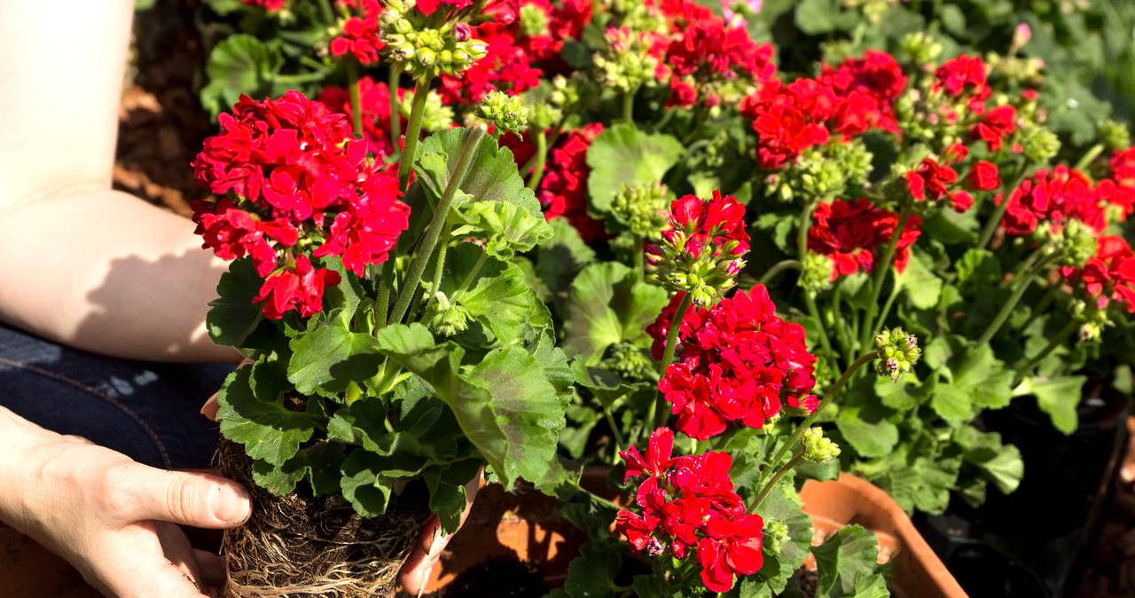 Przełom września i października to najlepszy moment na rozpoczęcie zimowania pelargonii. /123RF/PICSEL