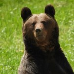 Przełom ws. polskich niedźwiedzi. Zamiast odstrzału będą obroże i płoszenie