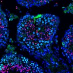 Przełomowa terapia mRNA przywraca płodność samcom myszy