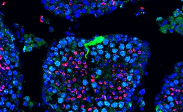 Przełomowa terapia mRNA przywraca płodność samcom myszy