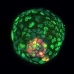 Przełomowe badania - stworzono blastocystę bez komórek płciowych