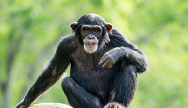 Przełomowe badanie: ​Małpy naczelne witają się i żegnają podobnie, jak ludzie