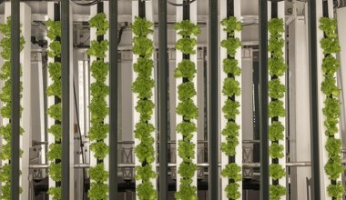 Przełomowe uprawy w stolicy. Rosną piętrowo, są bez chemii. Jak to działa?