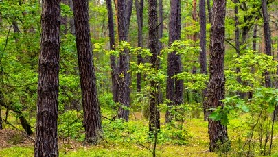 Przemarznięty mężczyzna leżał w zaroślach. Uratowali go policjanci