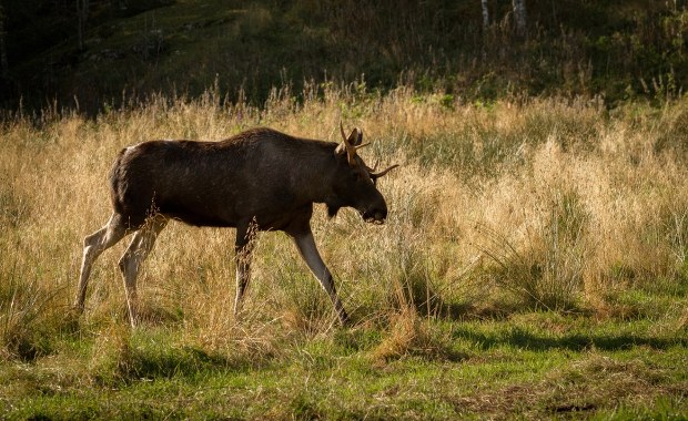​Przemierzył 500 km i odwiedził 60 miejscowości. Łoś Emil schwytany