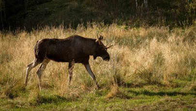 ​Przemierzył 500 km i odwiedził 60 miejscowości. Łoś Emil schwytany