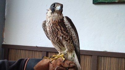 Przemycał chronione sokoły. Odurzone i skrępowane ptaki schowane w bagażach