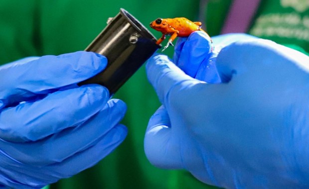 Przemycała 130 jadowitych żab. Brazylijka zatrzymana na lotnisku