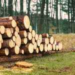 Przemysł drzewny w kryzysie. Przedsiębiorcy napisali do premiera 