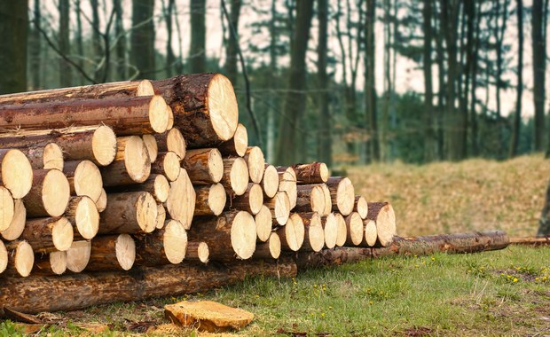 Przemysł drzewny w kryzysie. Przedsiębiorcy napisali do premiera 