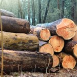 Przemysł drzewny w Polsce tonie. "Mamy najdroższe drewno w Europie"