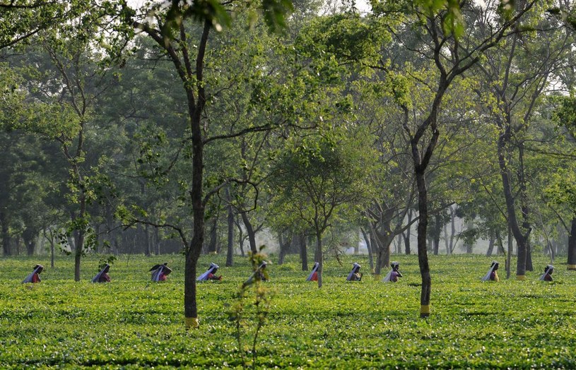 Przemysł herbaciany może doświadczyć 40 proc. deficytu /AFP