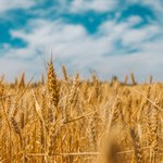 Przemysław Białkowski podcast: Rolnictwo 