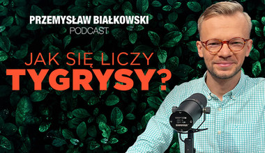 Przemysław Białkowski podcast: Tygrysy