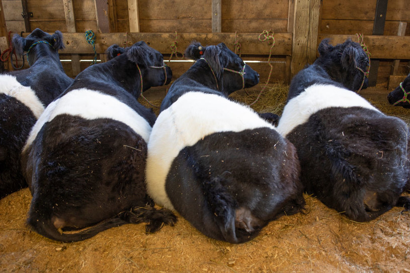 Przemysłowa hodowla zwierząt wiąże się ze szkodami etycznymi, środowiskowymi i zdrowotnymi /Getty Images