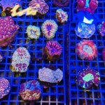 Przemyt gigantycznej rafy udaremniony. 1000 żywych koralowców uratowanych