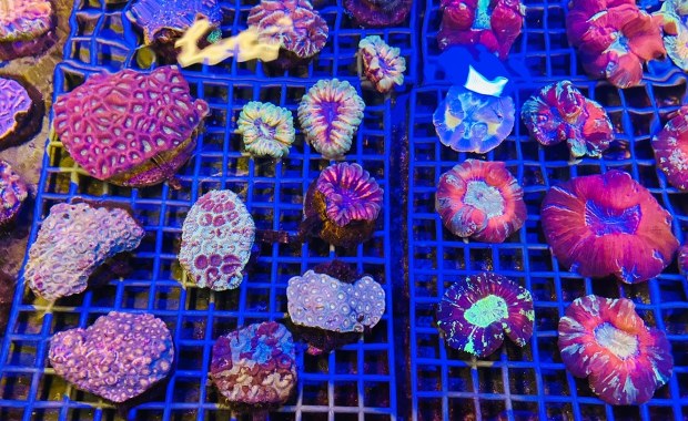 Przemyt gigantycznej rafy udaremniony. 1000 żywych koralowców uratowanych