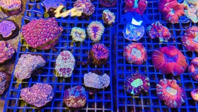 Przemyt gigantycznej rafy udaremniony. 1000 żywych koralowców uratowanych