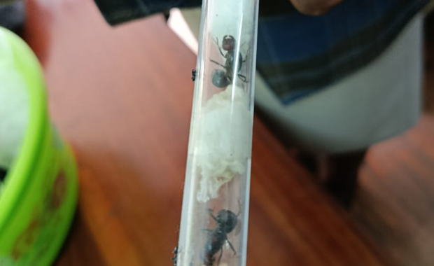 Przemytnicy chcieli zarobić na mrówkach. Nie byle jakich!