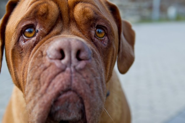 Przemytnicy wykorzystywali rasy dużych psów, takich jak dog de Bordeaux /Daniel Karmann /PAP/EPA