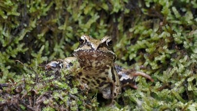 Przenosząc żabę załóż rękawiczkę. Akcja uczniów w Wielkopolsce