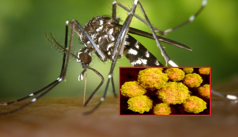 Przenoszony przez komary wirus Zika znów może być niebezpieczny. Niepokojące wyniki badań