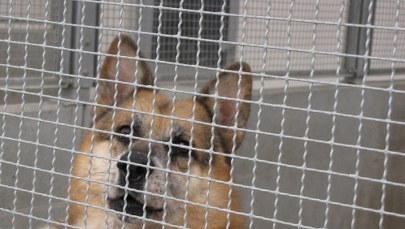 Przepełnione schronisko dla zwierząt w Lublinie