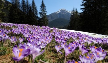 Przepiękne krokusy w Tatrach