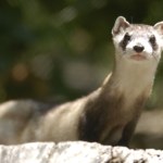 Przepiękny drapieżnik może nie przetrwać zimy. Pieniądze wstrzymane