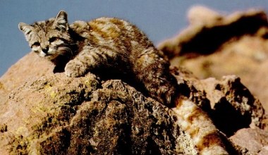 Przepiękny kot powraca. Bezcenne zwierzę nagrały kamery. Co za ogon!