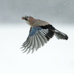 Przepiękny polski ptak zaczął latać tam i z powrotem. Co się dzieje?