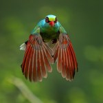 Przepiękny ptak o kolorach papug siada na gałęzi. Trudno uwierzyć, kim jest