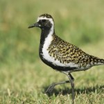 Przepiękny ptak pojawił się w Polsce. To rzadki gość aż z Alaski